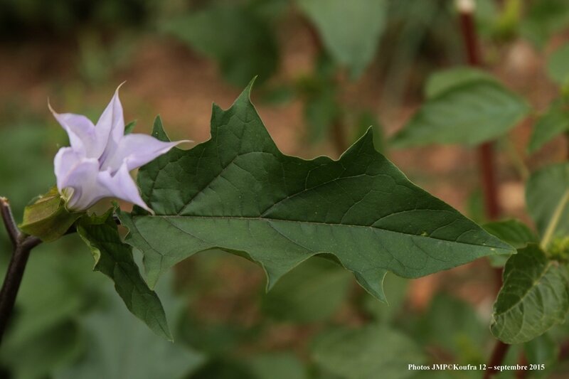 Photo JMP blog fleurs sept 15 - 004