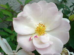 Rosier__Sourire_d_Orchid_e_