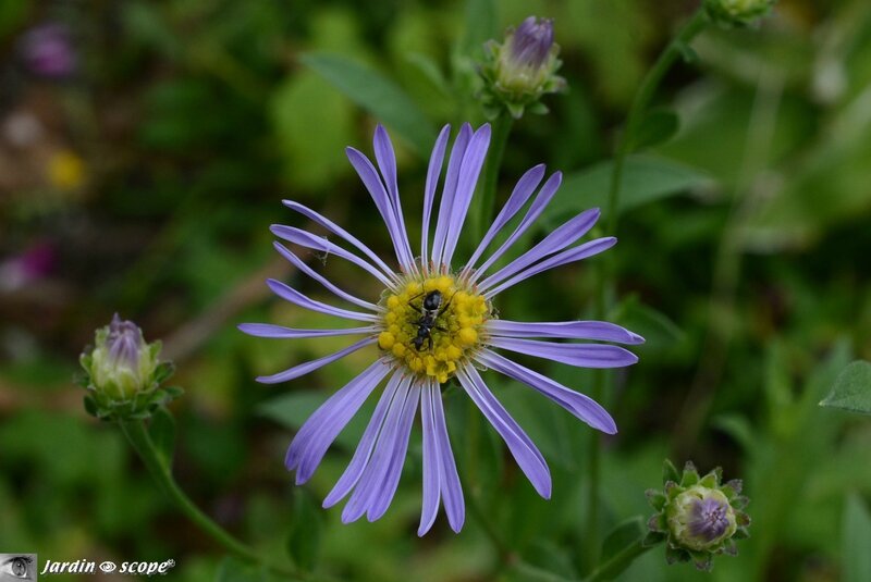 Aster amellus dit Œil du Christ