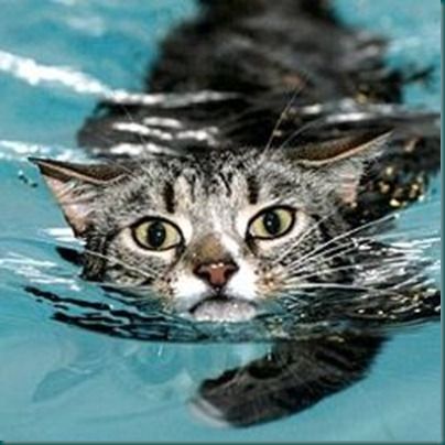 chat-accident-hydrotherapie