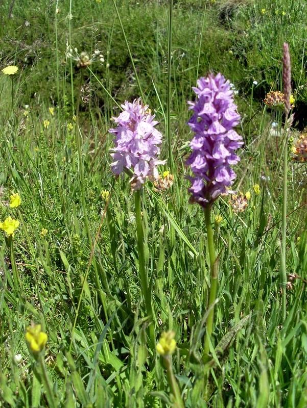 Orchidées 1