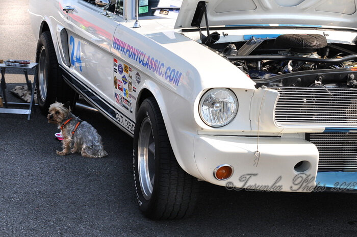Mustangnats_Tasunkaphotos2018_29