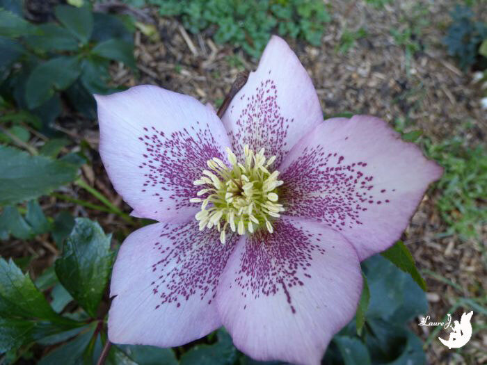 hellebore pink spotted 1