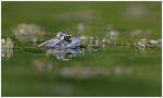 9 Galuchet grenouille oeil reflet 2 310716