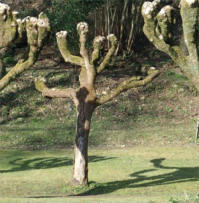arbres danse 032018