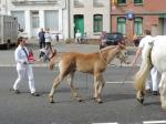 Harmonie de Terwan (AraboBoulonnaise) par Barok du Vallois (Arabe) et Rose du Marais - 3 Juin 2017 - Concours d'élevage local - Fruges (62)