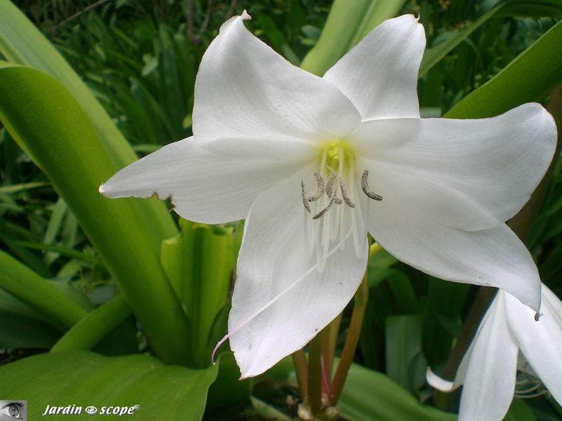 8710-Amaryllis