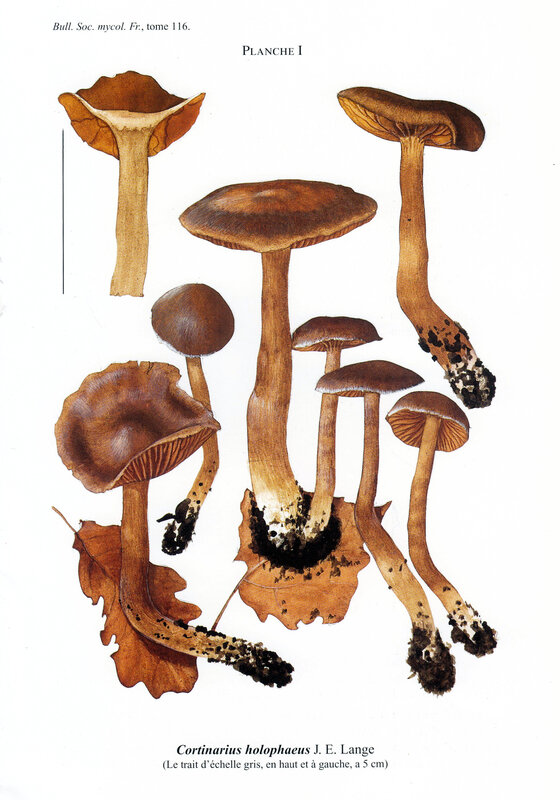 Tassi Cortinarius holopharus 233