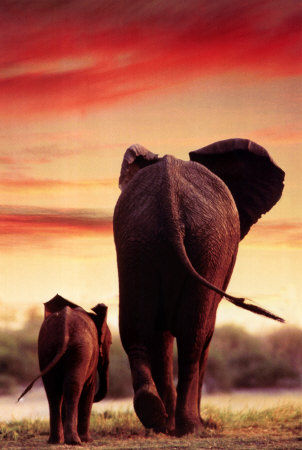 2400_1228_Elephant_et_son_elephanteau_Affiches