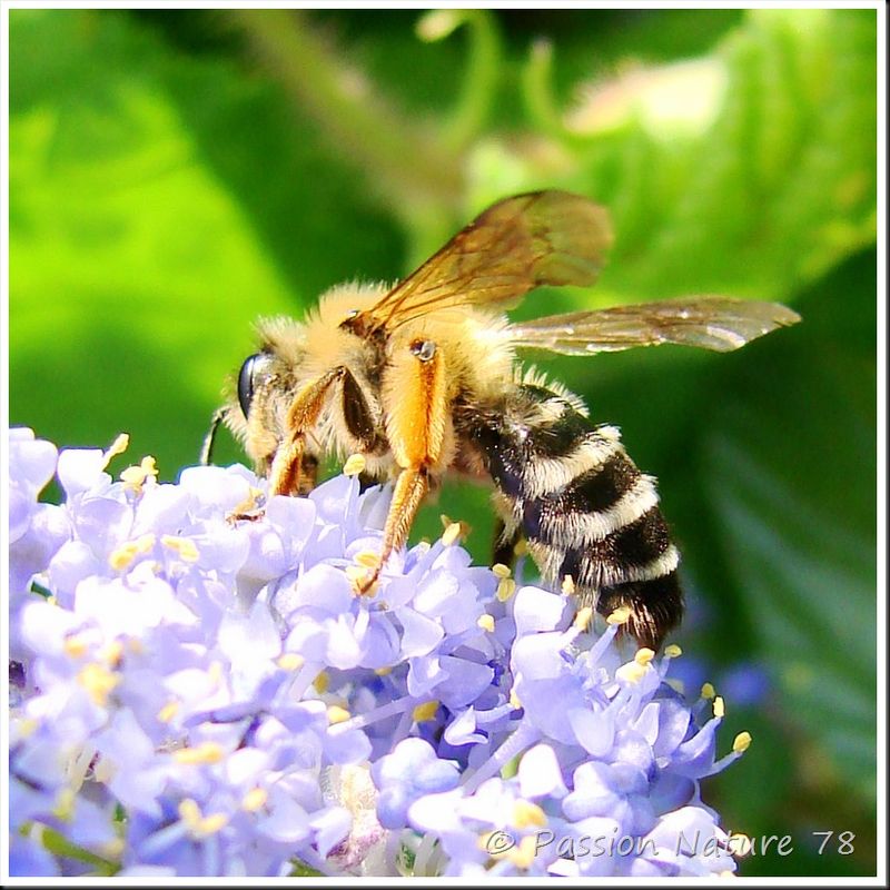 Les abeilles (8)