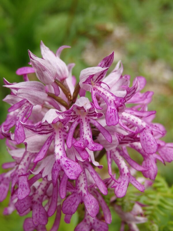 orchis guerrier