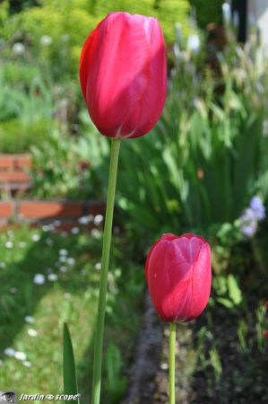 Tulipes-rouges-botaniques