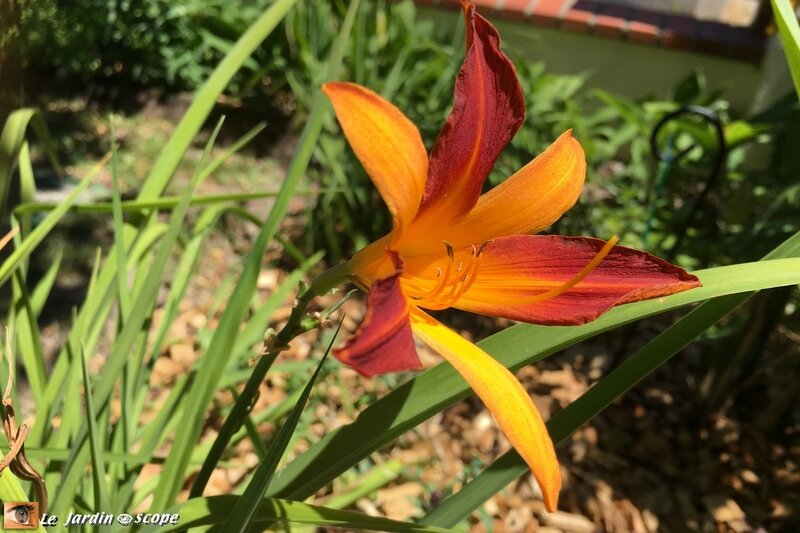 Hemerocallis Mary-Gunther