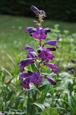 Penstemon-Russia-River