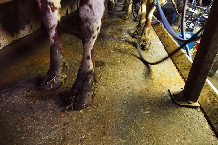 18 pieds