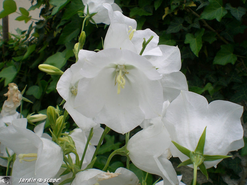 Campanules blanches