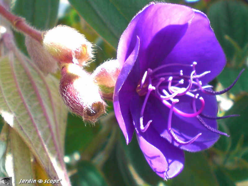 Tibouchina semidecandra • Tibouchine du Brésil • Melastomataceae