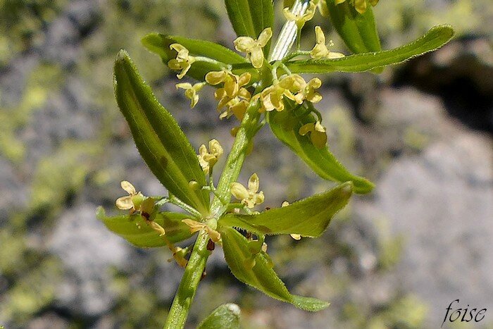 inflorescence en glomérules à l'aisselle des feuilles pédoncules glabres