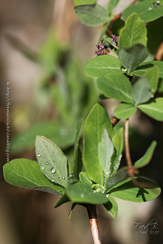 Lonicera sp