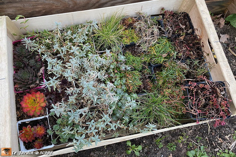 Bucher-plantes