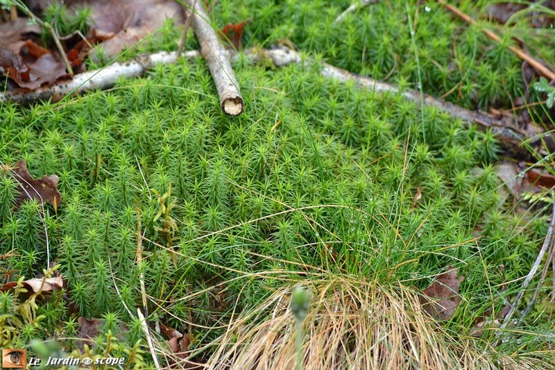 Mousse Polytrichum formosum