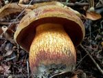 hrib_kolodej_boletus_luridus_1