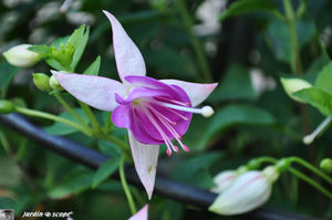 Fuchsia_mauve_et_blanc