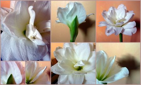 Amaryllis blanc