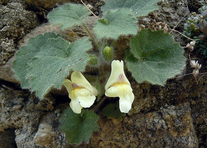 corolle glabre de 3-4 cm d'un blanc-jaunâtre strié de rose bilabiée