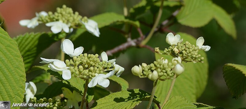 Viburnum plicatum Mariesii