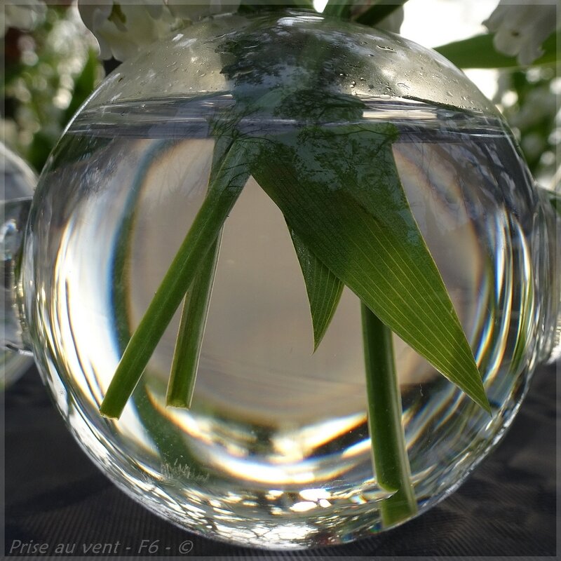 Muguet - Salerm - 1