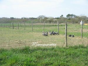 Ferme de la Goulpière Olonne 002