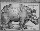 Rhinoc_ros_de_Durer