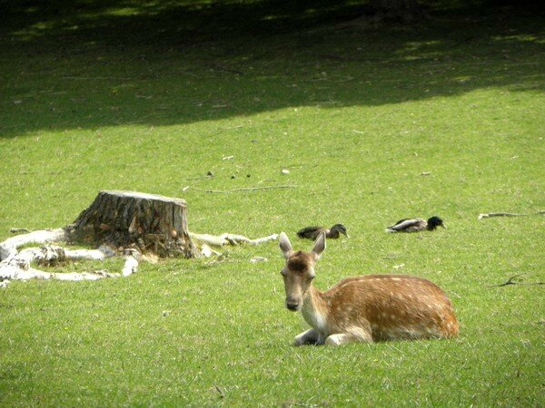 biche parc