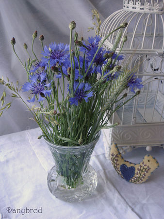 bleuets_des_champs