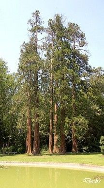 7_sequoias_wellingtonia