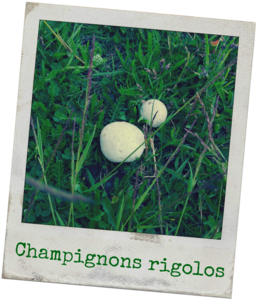 champignons_comestibles