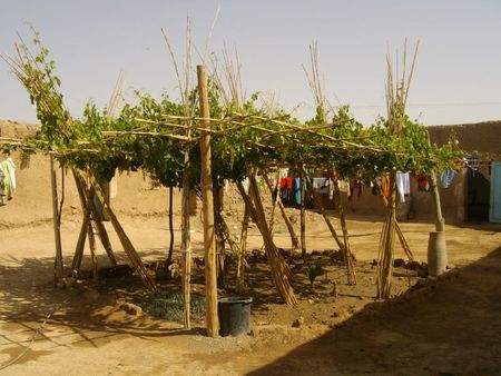 ci treille dans une maison très simple