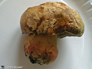 Bolet_de_Satan