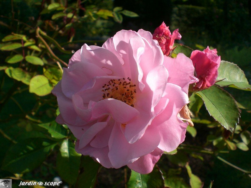 Rose 'Clair Matin' ( 18 - Ainay-le-Vieil)