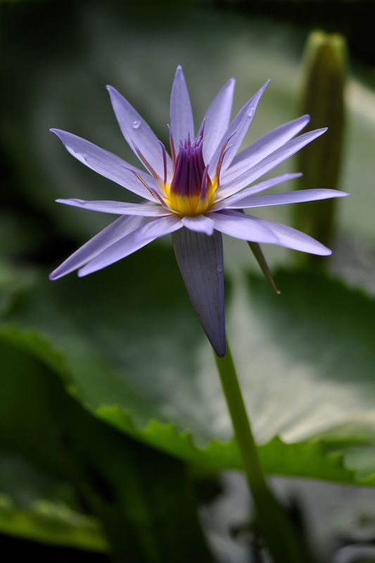 _DSC0167_Nymphaea_caerulea_2