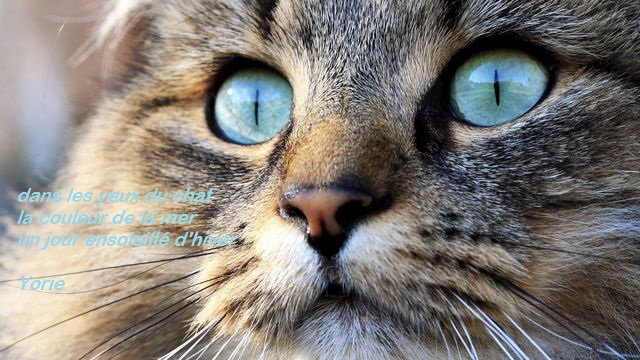 chat yeux turquoise haïku yorie