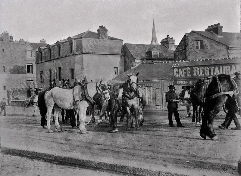 les chevaux