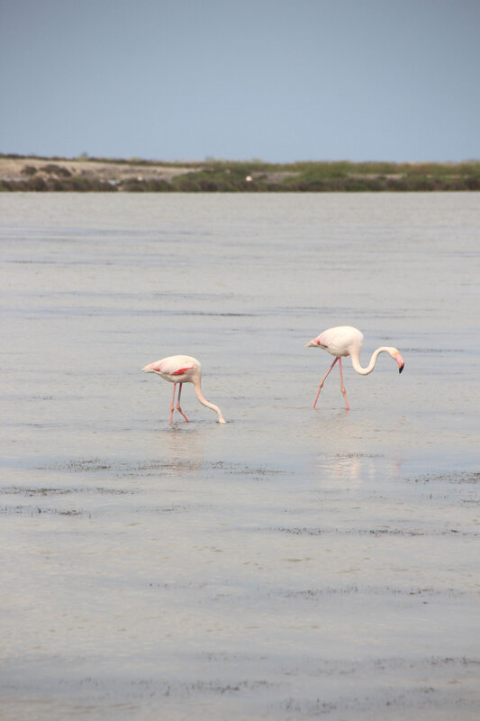 camargue_flamants_roses