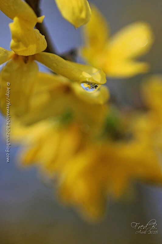 Forsythia × intermedia