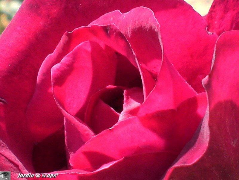 Dans l'intimité de la rose
