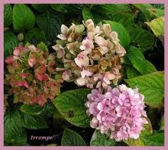 hortensia