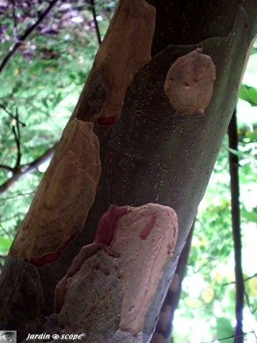 Cognassier de Chine • Pseudocydonia sinensis • F. des Rosaceae