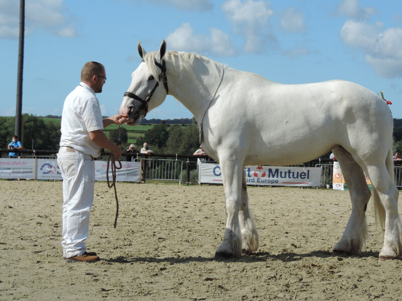 Héroïne de Tachincour - 5 Septembre 2020 - National Boulonnais - Samer (62) - 4e (3 ans - Grande Taille (1m68 et plus))