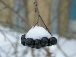 t-berries_with_snow